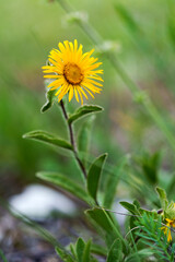 Rauer Alant, Rauhaariger Alant, Pentanema hirtum