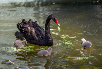 Naklejka premium Mature adult black swan a.k.a. Black Cygnus and her adorable babies swimming and eating lettuce in the pool at Kugulu Park in Ankara