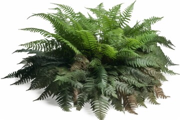 High-quality cutout image of a fern plant in architectural visualization. Generative AI