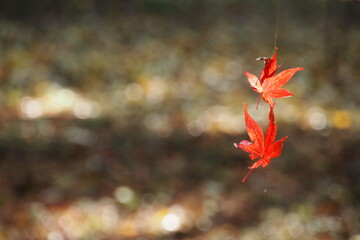 モミジの枯れ葉, Dead maple leaves