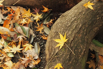落ち葉, Fallen leaves.