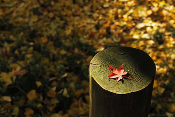 落ち葉, Fallen leaves.