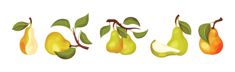 Green Pear Fruit with Stem and Leaf Vector Set