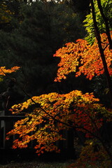 紅葉, Autumn leaves