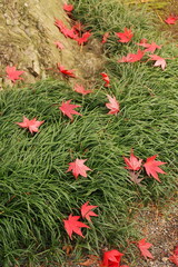 落ち葉, Fallen leaves.