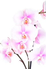 Naklejka na ściany i meble Orchid flower blooming