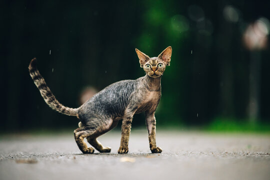 Devon Rex Cat With Dark Brown Tabby Fur Color On Walkway Under Rain. Funny Cute Beautiful Curious Playful Devon Rex Cat Looking At Camera. Green Eyes. Amazing Happy Pets.