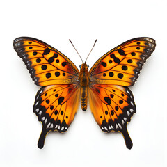 Fototapeta premium butterfly isolated on white