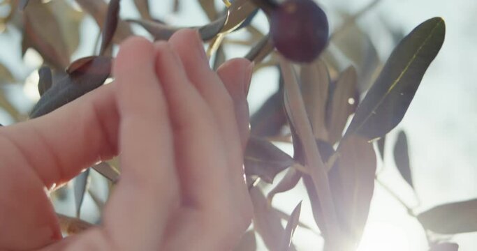 Female hand pick harvest black olive tree sun lens flares in close up