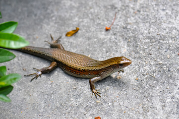 Lizard lies on the road in Thailand