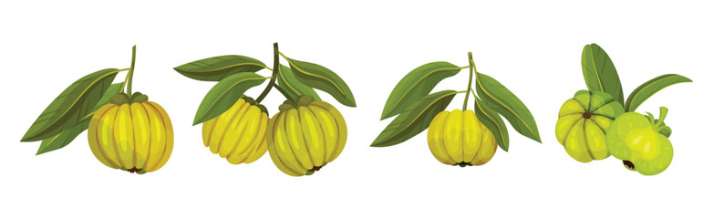 Garcinia Cambogia Fruit as South Tropical Species Vector Set - obrazy, fototapety, plakaty