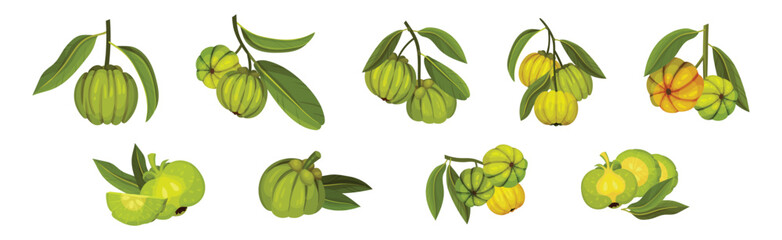 Garcinia Cambogia Fruit as South Tropical Species Vector Set - obrazy, fototapety, plakaty