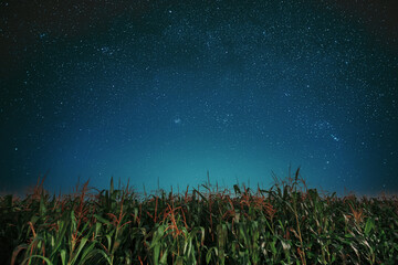 Milky way galaxy Night Starry Sky Above corn Field maize Plantation. Natural Glowing Stars Above...