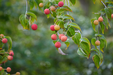 秋の庭の完熟のヤマボウシの果実の風景