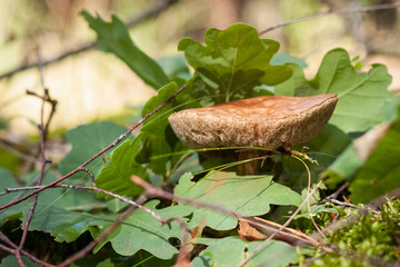 Edible mushroom brown cap boletus (Leccinum scabrum). Small depth of field
