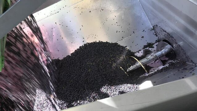 remorque de raisins vid&eacute;e dans un pressoir