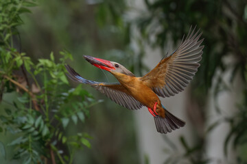 Stork-billed Kingfisher diving into water to catch fish in pond - 659314709