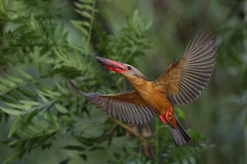 Stork-billed Kingfisher diving into water to catch fish in pond - 659314726