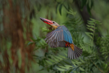 Stork-billed Kingfisher diving into water to catch fish in pond - 659314727
