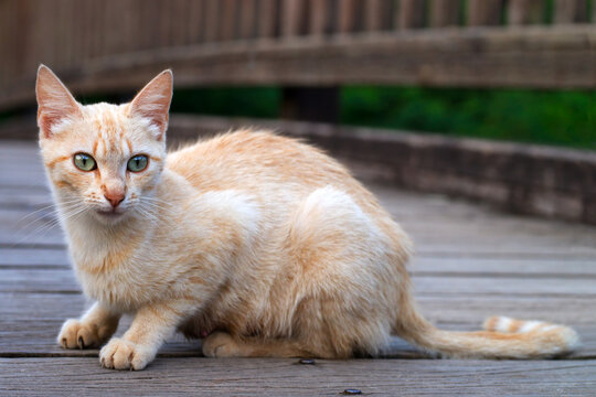lovely little yellow cat on the wooden bridge