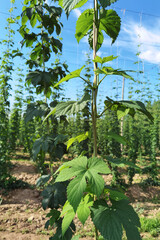 green fresh hop cones plantation at harvest time for making beer , close up