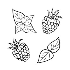 Hand drawn sketch black and white of raspberry, leaf, berry plant. Vector illustration. Elements in graphic style label, card, sticker, menu, package. Engraved style illustration.