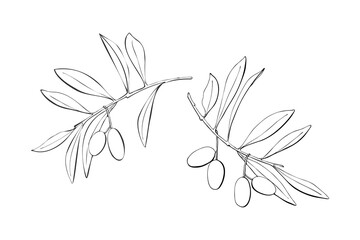Olive branch set, hand drawn contour illustration.