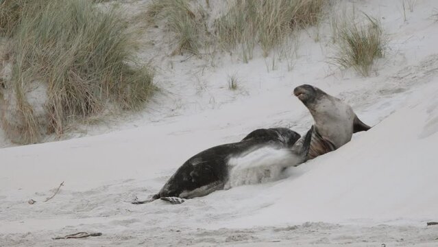 New Zealand Sea Lion Fighting On The Sand Dunes At Sandfly Bay In Dunedin, New Zealand.  - wide