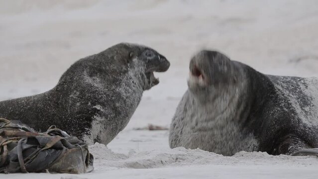 Closeup Of New Zealand Fur Seal Fighting On The Sandy Beach In Sandfly Bay, Dunedin, New Zealand. 