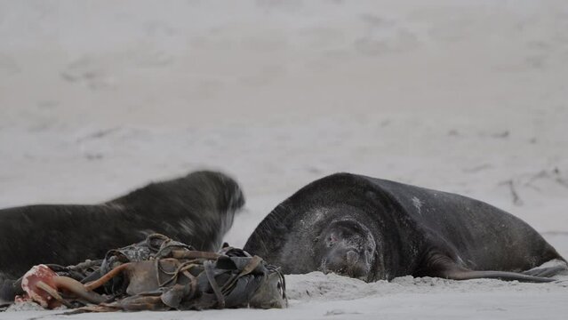 Endangered New Zealand Sea Lion Lying In The Sand In Sandfly Bay, Dunedin, New Zealand. - close up