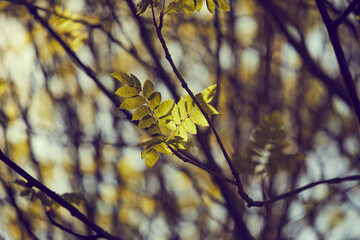 autumn park with nice trees