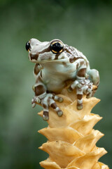 Amazon Milk Frog or Panda Bear Tree Frog, animal closeup