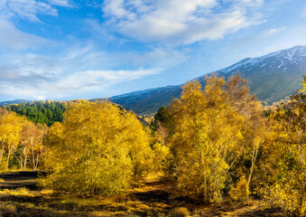 Fototapeta premium scenic autumn landscape of green and yellow forest with beautiful blue cloudy sky on background