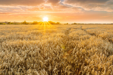 Obraz premium scenic evening in golden wheat field with rustic road, amazing cloudy sunset. rural agriculture landscape of nature view