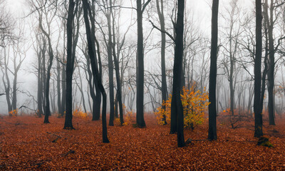 autumn forest in the fog, fall scene of the forest, autumn weather scene, orange leaves and trees