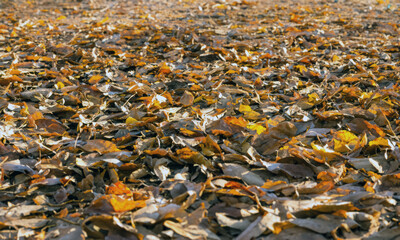 close up of dried leaves of autumn, autumn season, leaves on ground, red and yellow fall leaves 