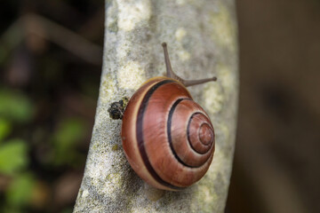 snail on a leaf