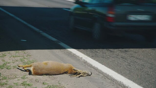 The body of an animal hit by a car lies on the road. The high speed of the car led to a traffic accident