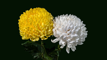 White and Yellow chrysanthemums on a green background