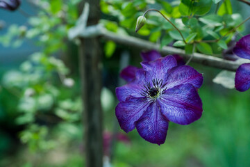 Blooming purple clematis in the garden. Shallow depth of field.