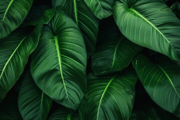 Nature's Abstract: Close-Up of Beautiful Dark Green Tropical Leaf Texture, Creating a Striking Natural Background