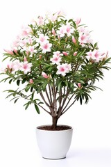 Naklejka na ściany i meble Oleander Beauty: Beautiful Flowering Oleander Tree with a Thin Trunk, Spherical Crown, and White Flowers, Isolated on a White Background