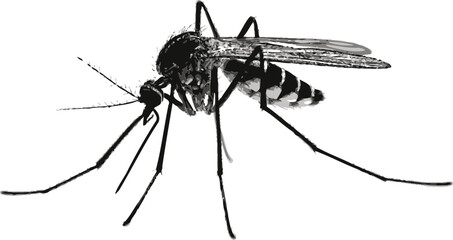Mosquito Graphic Symbol Sleek Mosquito Logo Concept