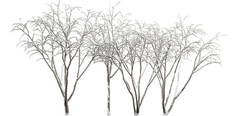 Fototapeta na wymiar branches of a winter tree
