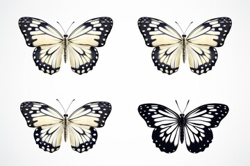 Set of Four Beautiful White Butterflies Pieris napi