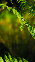 Macro de feuilles de fougère vertes