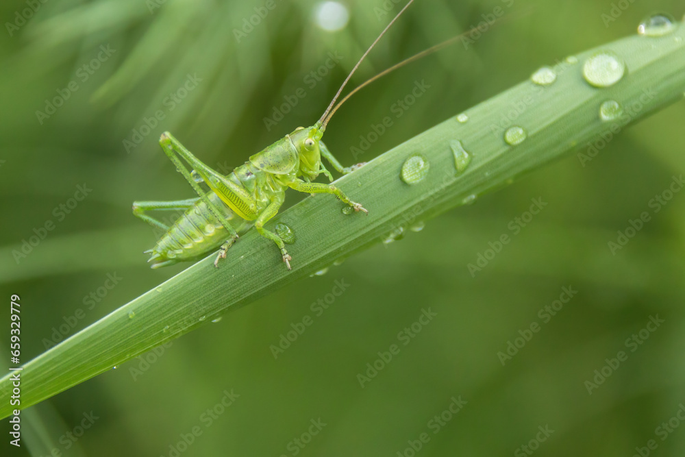 Wall mural grasshopper on a leaf