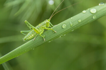 grasshopper on a leaf