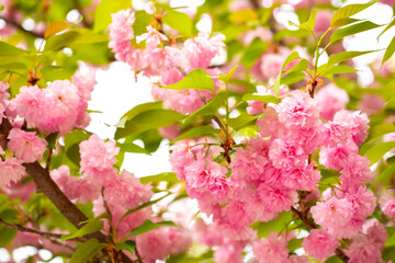Sakura. Cherry blossom, branches with flowers sway in the wind. Pink flowers of the sakura tree. Spring landscape with flowering trees. Beautiful nature on a sunny day.