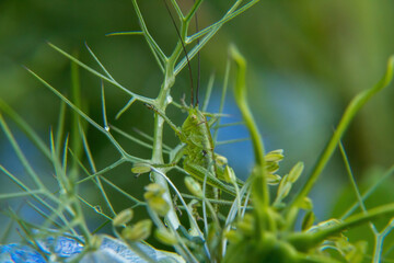 grasshopper on a leaf